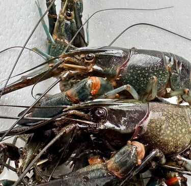Live and active Redclaw freshwater lobsters ensuring maximum freshness for professional culinary use