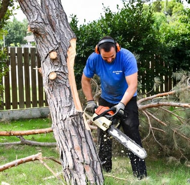 Poda y cuidado de árboles en Mutxamel