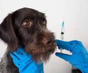 vaccination