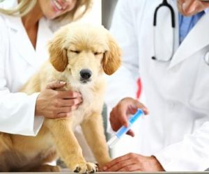 pet vet