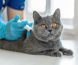 vaccination
