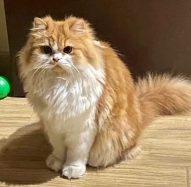 Tommy - Single Male Orange & White Domestic Long Hair