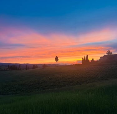 Beautiful sunset view over a lush vineyard landscape in Certaldo Alto, Tuscany