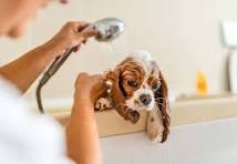 Cavalier King Charles Spaniel molhado tomando banho sereno, com espuma de sabão e um chuveirinho