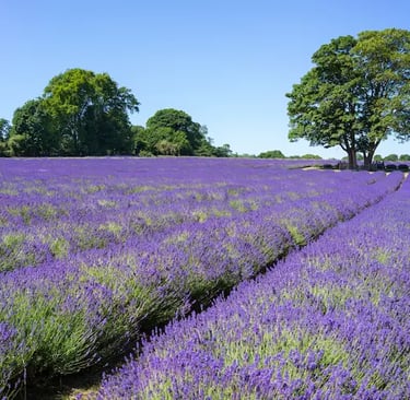 Vibrant blooming purple lavender field with green trees under a clear blue sky.