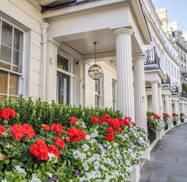 Elegant London street featuring white stucco townhouses with blooming red geraniums and white flowers in window boxes.