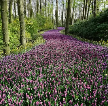 A winding path of purple hyacinth flowers blooming in a lush green spring forest garden.