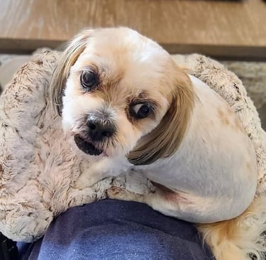 Cute white dog enjoying closer connection in the Furr Lap, Pet Lap Bed