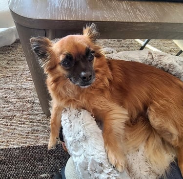 Cute dog resting on Furr Lap Pet Lap Bed