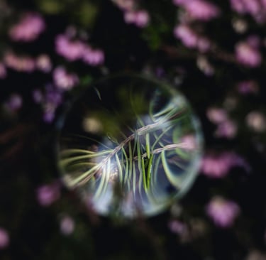 Green pine needles reflected in a crystal ball with blurred pink flowers in the background.