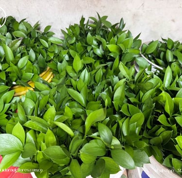 follaje para floristerías