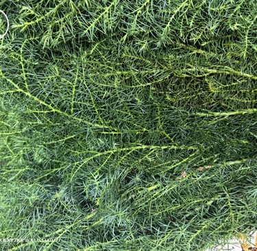 distribuidores de follaje