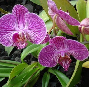 mayoristas de flores pereira