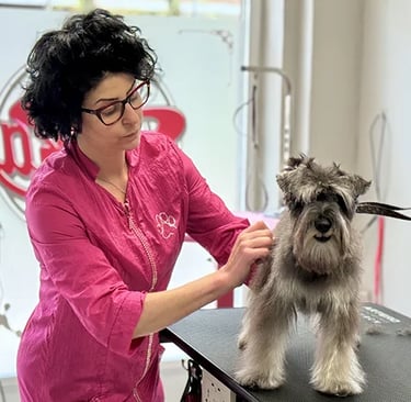 peluquería canina arreglo a stripping schnauzer