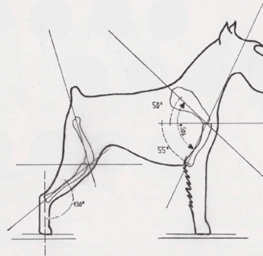 morfología Schnauzer