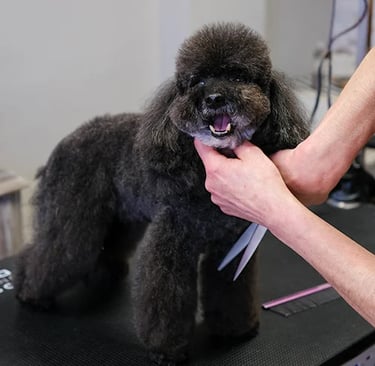 curso de peluqueria canina perfeccionamiento