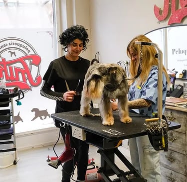 cursos de peluqueria canina en Madrid
