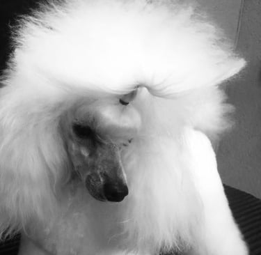 peluquería canina caniche