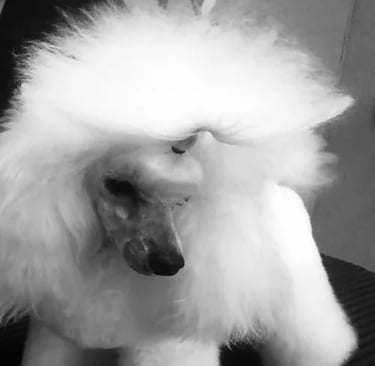 curso de peluqueria canina