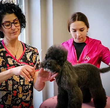 curso de peluquería canina en Alcorcón clase práctica