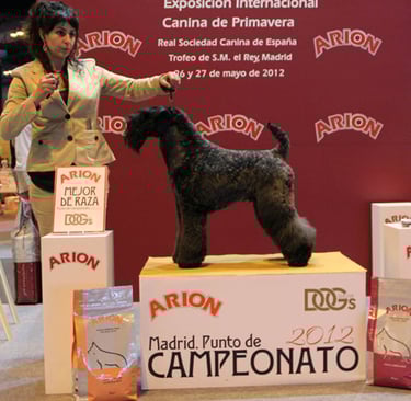 peluquería canina exposición