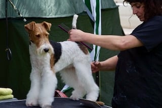 peluquería canina de exposición