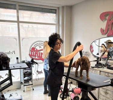 curso de peluqueria canina practico en madrid