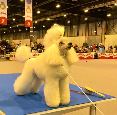 peluquería canina caniche corte de exposición 