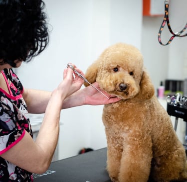 curso de peluquería canina
