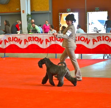 Kerry Blue Terrier - Multi Champion Del Besaya Nefertiti