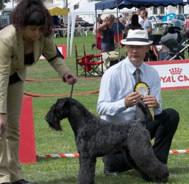 Kerry Blue Terrier - Campeón Internacional Del Besaya Pasiegu