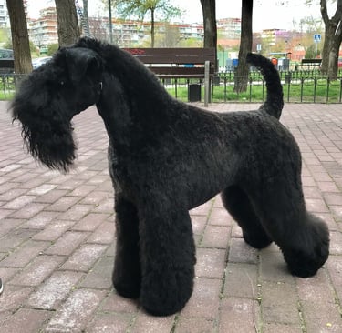 peluquería canina terrier