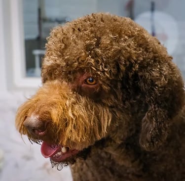 peluquería canina perro de aguas