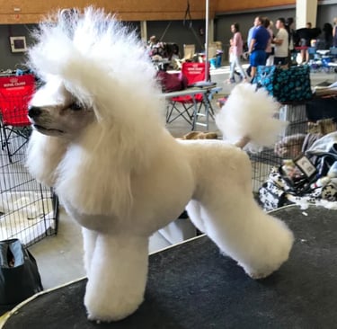 corte a tijera de una caniche de exposición por Truka