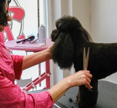 Patricia cortando a tijera un caniche negro en la escuela de peluquería canina Truka en Madrid