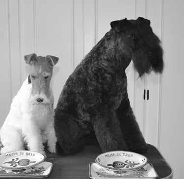 peluquería canina fox terrier y kerry blue terrier