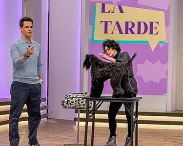 peluquería canina Truka en el programa de televisión La Tarde de TeleMadrid