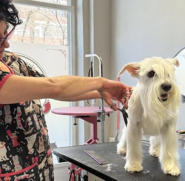 peluquería canina truka peluquera canina corte schnauzer blanco