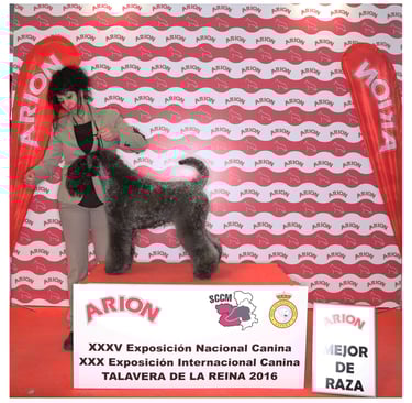 competición peluquería canina