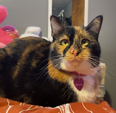 This is Marmalade, or Marmi- also in our care.