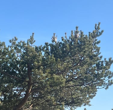 retrait nid de chenilles processionnaires arenthon