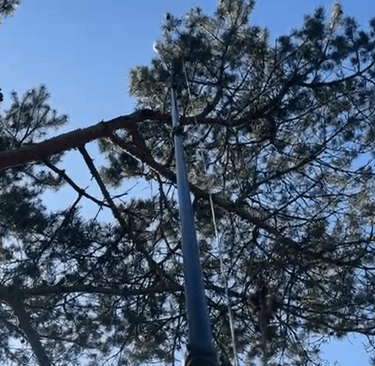 retrait nid de chenilles processionnaires bonneville