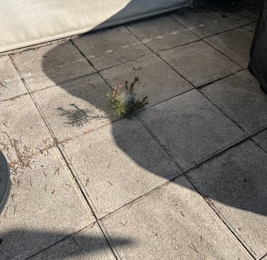 retrait nid de chenilles processionnaires la roche sur foron