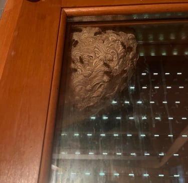 retrait nid de guêpes arenthon