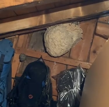 retrait nid de guêpes cluses