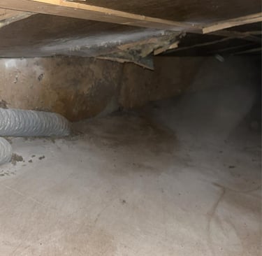 retrait nid de guêpes la roche sur foron