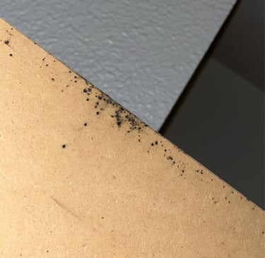 société punaises de lit gaillard