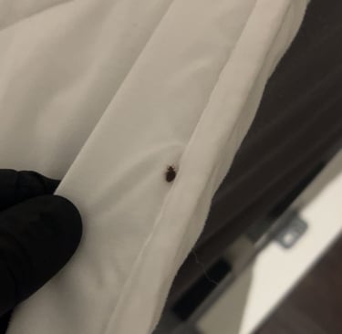 Traitement punaises de lit bonneville