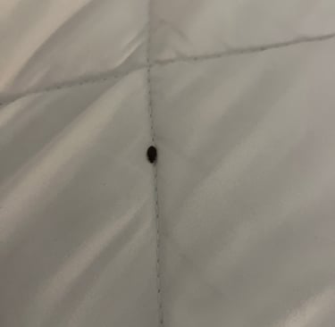 Traitement punaises de lit Cluses