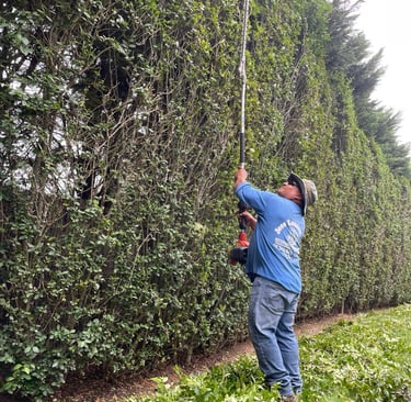 Professional landscaper using a long-reach pole trimmer to shape a tall garden privacy hedge.
